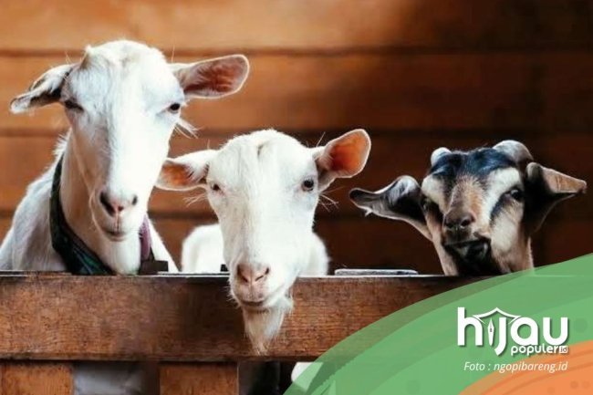 Qurban; Menyembelih Ego, Membangun Negeri Berkeadaban