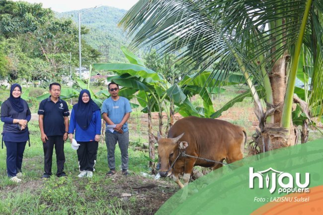 FEBI UIN Palopo Sembelih Sapi Kurban, Wujud Kepedulian dan Kebersamaan