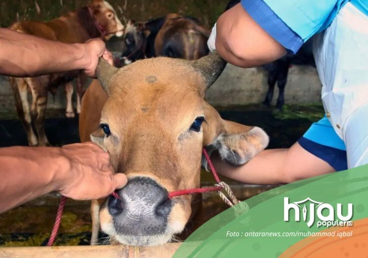 Kurban dan Ekonomi Umat; Refleksi Idul Adha Penuh Makna