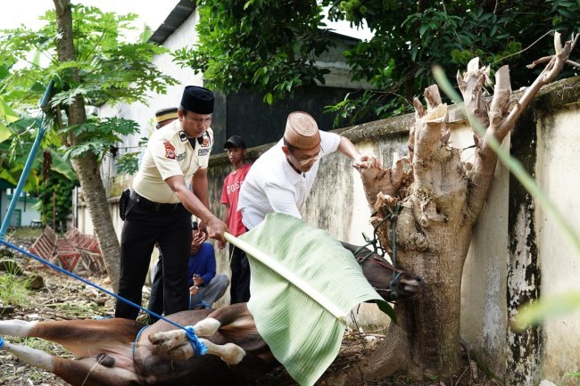 Iduladha 1447 H, UIN Palopo Distribusikan Daging Kurban untuk Pegawai dan Warga Sekitar